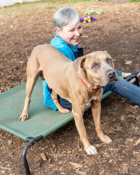 Rescue Mixed Breed Dogs for Adoption in Chamblee, Georgia - Liam- IN FOSTER | PetCurious