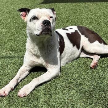 Terrier Dogs Available for Adoption in Chattanooga, Tennessee - Daisy | PetCurious