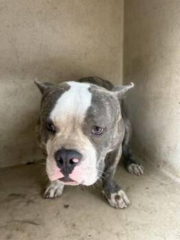 A480043 -  English Bulldog and Mixed Breed Dog for Adoption in Oklahoma City, Oklahoma - A480043 | PetCurious