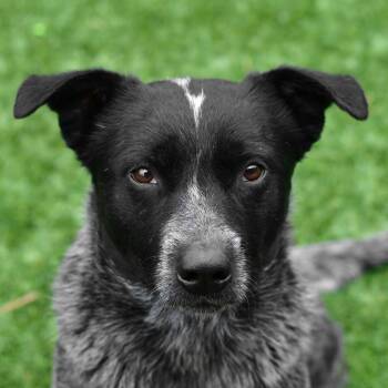 Rescue Australian Cattle Dog Blue Heeler Dogs for Adoption in Ottawa, Kansas - Denim | PetCurious
