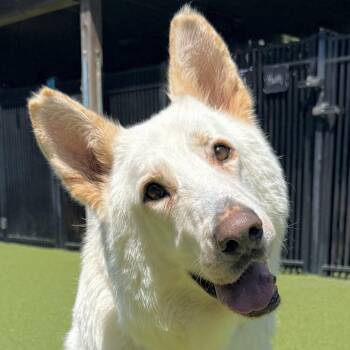 TIMBER -  Shepherd and Husky Dog for Adoption in Ridgeland, South Carolina - TIMBER | PetCurious