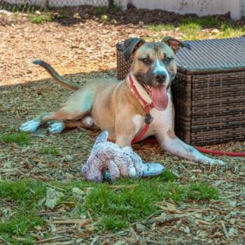Melvin -  Mixed Breed Dog for Adoption in Chamblee, Georgia - Melvin | PetCurious