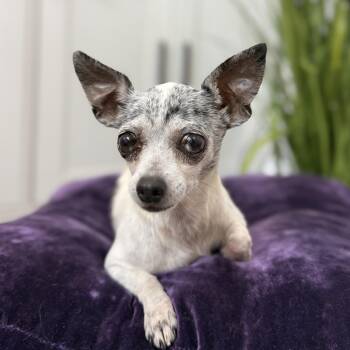 Lana Turner -  Chihuahua Dog for Adoption in Friendswood, Texas - Lana Turner | PetCurious