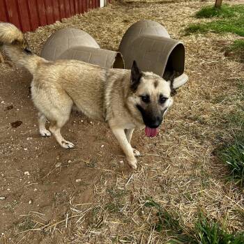 German Shepherd Dog Dogs Available for Adoption in Seguin, Texas - Haven | PetCurious