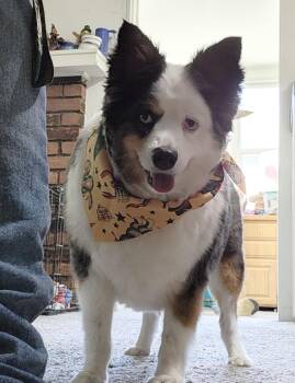 Oliver( miniature Aussie) -  Australian Shepherd Dog for Adoption - Oliver( Miniature Aussie) | PetCurious