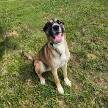 Barney -  Mixed Breed Dog for Adoption in Erie, Pennsylvania - Barney | PetCurious
