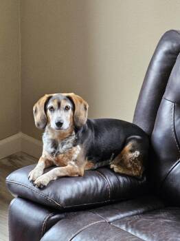 Charlie -  Beagle Dog for Adoption in Kent, Washington - Charlie | PetCurious