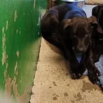 Rescue Labrador Retriever Dogs for Adoption in Anderson, California - Rosalina | PetCurious