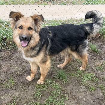 German Shepherd Dog Dogs Available for Adoption - Kaiser  | PetCurious