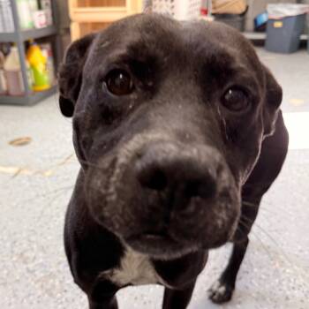 Rescue Pit Bull Terrier Dogs for Adoption in Chariton, Iowa - Enzo | PetCurious