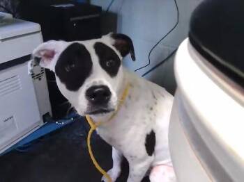 JOSIE -  Pit Bull Terrier and Mixed Breed Dog for Adoption in Tulsa, Oklahoma - JOSIE | PetCurious