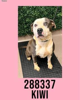 Mixed Breed Dogs Available for Adoption in Macon, Georgia - KIWI | PetCurious