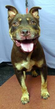 Rescue Australian Kelpie Dogs for Adoption in Ukiah, California - RIDGE | PetCurious