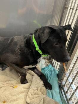 Rescue Black Labrador Retriever Dogs for Adoption in Jackson, Michigan - Ripper | PetCurious