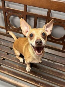 Chihuahua Dogs Available for Adoption - Abby | PetCurious