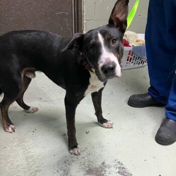 Philoctetes (Phil) -  Shepherd and American Bulldog Dog for Adoption in Valdosta, Georgia - Philoctetes (Phil) | PetCurious