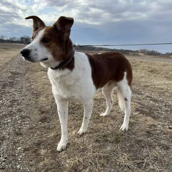 Australian Cattle Dog Blue Heeler and Collie Dogs Available for Adoption in Quincy, Illinois - Maynard (In Foster W/ Trainer) | PetCurious