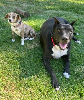 Rescue Border Collie and Black Labrador Retriever Dogs for Adoption in Manhattan Beach, California - Nat King Cole Coal!! | PetCurious
