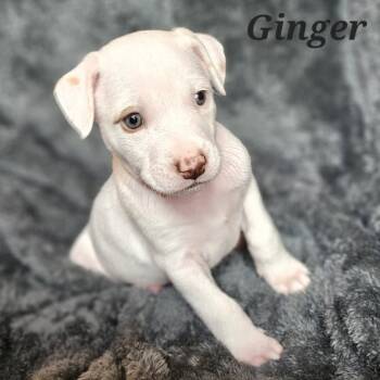 Rescue Mixed Breed Dogs for Adoption in Fairfax Station, Virginia - Ginger | PetCurious