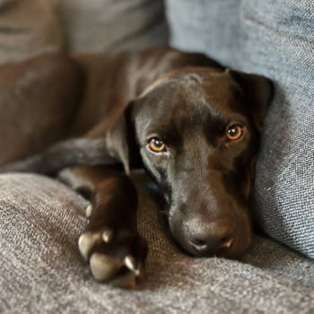Rescue Mixed Breed and Black Labrador Retriever Dogs for Adoption in Lions Bay, British Columbia - Zeus | PetCurious