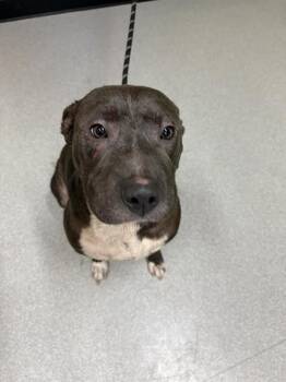 Rescue Pit Bull Terrier and Mixed Breed Dogs for Adoption in Indianapolis, Indiana - KILO | PetCurious