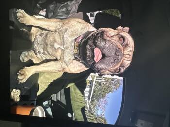 French Bulldog Dogs Available for Adoption - Millie Vanillie | PetCurious