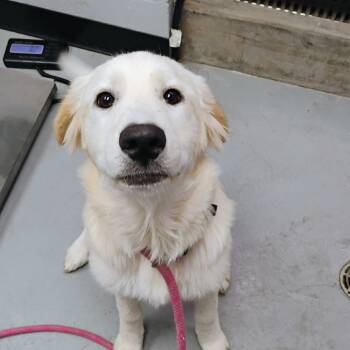 Rescue Great Pyrenees Dogs for Adoption in Duncan, Oklahoma - Bagel | PetCurious