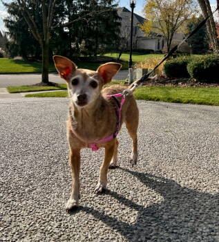 Rescue Chihuahua Dogs for Adoption in Germantown, Ohio - Sophia | PetCurious