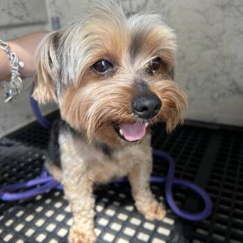 York -  Yorkshire Terrier Dog for Adoption in League City, Texas - York | PetCurious
