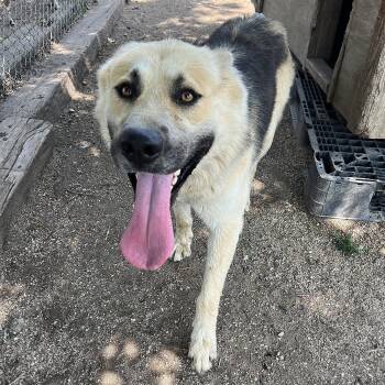 Chase -  German Shepherd Dog Dog for Adoption in Fairmont, Minnesota - Chase | PetCurious