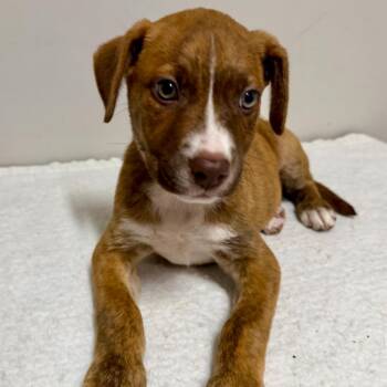Moses -  Boxer and Mixed Breed Dog for Adoption in Opelika, Alabama - Moses | PetCurious