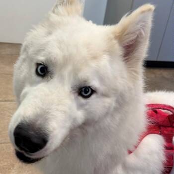 Loki -  Husky and None Dog for Adoption in West Palm Beach, Florida - Loki | PetCurious