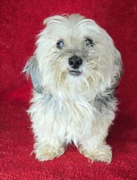 Morkie and Maltese Dogs Available for Adoption - Stormie  | PetCurious