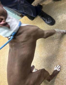 Baker -  Mixed Breed Dog for Adoption in Cincinnati, Ohio - Baker | PetCurious