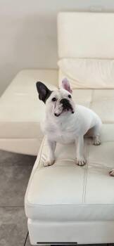French Bulldog Dogs Available for Adoption - Koko | PetCurious