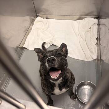Magnolia -  Mixed Breed Dog for Adoption in Davenport, Iowa - Magnolia | PetCurious