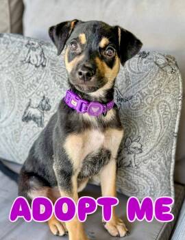 Shepherd Dogs Available for Adoption in Jefferson, New Jersey - Violet | PetCurious