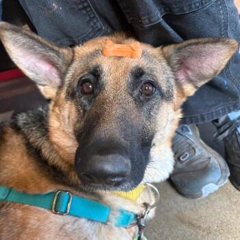 German Shepherd Dog Dogs Available for Adoption in Port Angeles, Washington - Cocobeans | PetCurious