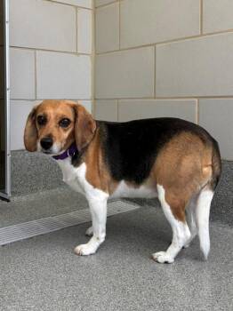 BABY -  Beagle Dog for Adoption in Leesburg, Virginia - BABY | PetCurious