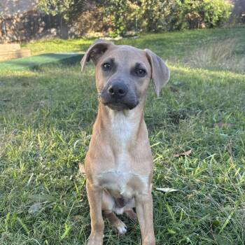 Rescue Labrador Retriever and Black Mouth Cur Dogs for Adoption in Warren, Rhode Island - Scrappy Doo | PetCurious