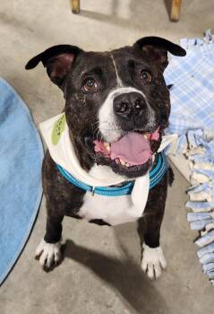 Tank -  Pit Bull Terrier Dog for Adoption in Billings, Montana - Tank | PetCurious