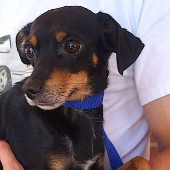 Samson -  Miniature Pinscher and Chihuahua Dog for Adoption in Carrollton, Texas - Samson | PetCurious
