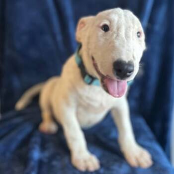 Farley -  Bull Terrier Dog for Adoption in Red Bluff, California - Farley | PetCurious
