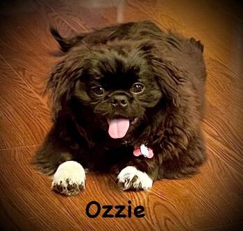 Pekingese Dogs Available for Adoption in Carrollton, Texas - Ozzie | PetCurious
