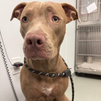 Leona -  Terrier Dog for Adoption in Abilene, Texas - Leona | PetCurious