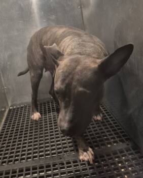 Rescue Pit Bull Terrier Dogs for Adoption in Lawrenceville, Georgia - Pen 109d Delilah | PetCurious