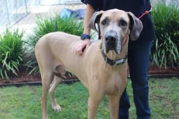 Ranger -  Great Dane and Mixed Breed Dog for Adoption in Brunswick, Georgia - Ranger | PetCurious