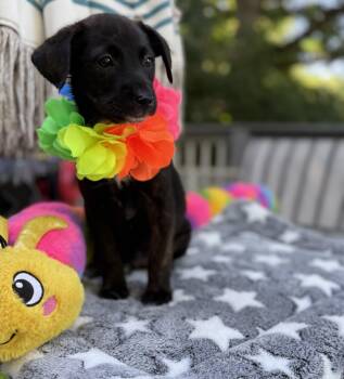 Dixie -  Border Collie and Terrier Dog for Adoption - Dixie | PetCurious