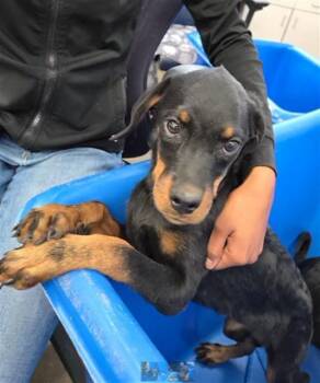 Rescue Mixed Breed Dogs for Adoption in Dallas, Texas - BAILEY | PetCurious