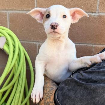Jojo -  Pit Bull Terrier Dog for Adoption in Las Vegas, Nevada - Jojo | PetCurious